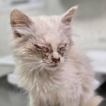 Ashnikko -  Domestic Long Hair Cat for Adoption in Charleston, West Virginia - Ashnikko | PetCurious
