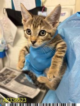 SKITTY -  Domestic Short Hair Cat for Adoption in West Palm Beach, Florida - SKITTY | PetCurious
