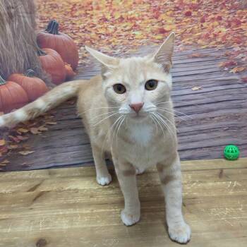 Zen -  Domestic Short Hair Cat for Adoption in Normal, Illinois - Zen | PetCurious