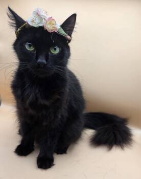 Lovey -  Domestic Long Hair Cat Available for Adoption in Mobile, Alabama - Lovey | PetCurious