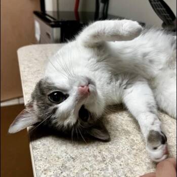 Ivy -  Domestic Medium Hair Cat for Adoption in Westland, Michigan - Ivy | PetCurious