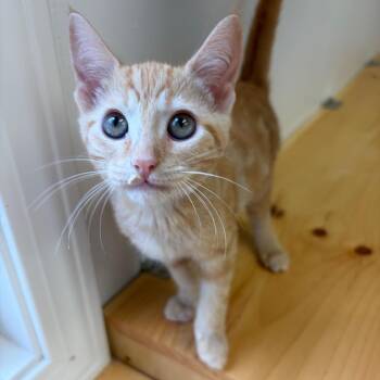 Snickerdoodle -  Domestic Short Hair Cat for Adoption in Morristown, Vermont - Snickerdoodle | PetCurious