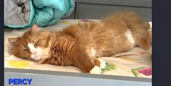 Percy -  Domestic Medium Hair Cat Available for Adoption in Buhl, Idaho - Percy | PetCurious