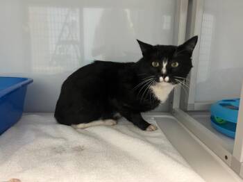 Captain Bologna -  Domestic Short Hair Cat for Adoption in Raleigh, North Carolina - Captain Bologna | PetCurious
