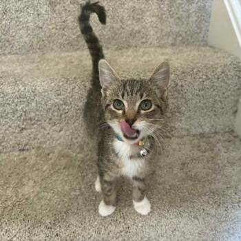 Rescue Domestic Short Hair Cats for Adoption in Lyndhurst, Virginia - Energizer | PetCurious