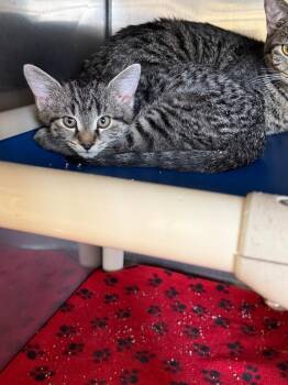 Domestic Short Hair Cats Available for Adoption in Virginia, Minnesota - Louie | PetCurious