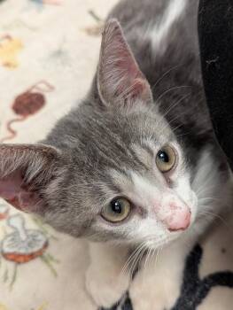 Shrew -  Domestic Short Hair Cat for Adoption in Ruskin, Florida - Shrew | PetCurious