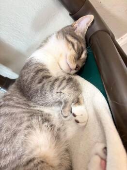 Ashkit -  Tabby and Domestic Short Hair Cat for Adoption in Walnut Creek, California - Ashkit | PetCurious