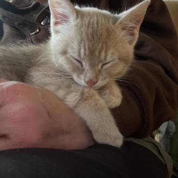 Domestic Short Hair Cats Available for Adoption in Little Rock, Arkansas - Cheeseburger 26-031 | PetCurious