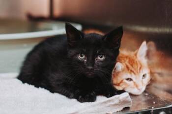 93376a Todd -  Domestic Short Hair Cat for Adoption in North Charleston, South Carolina - 93376a Todd | PetCurious