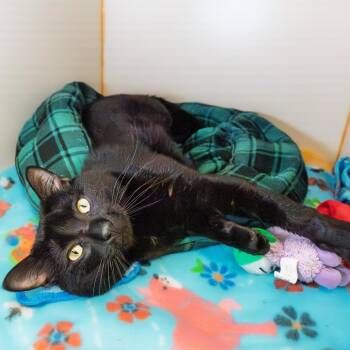 American Shorthair Cats Available for Adoption in South Elgin, Illinois - Prince | PetCurious