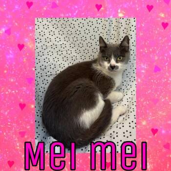 Domestic Medium Hair and Domestic Short Hair Cats Available for Adoption in Royse City, Texas - Mei Mei | PetCurious