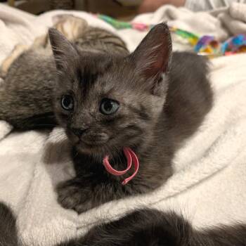 Yokozuna 9 -  Domestic Short Hair Cat for Adoption in Austin, Texas - Yokozuna 9 | PetCurious