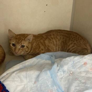 Rescue Domestic Short Hair Cats for Adoption in Westminster, California - Ed Sheeran | PetCurious