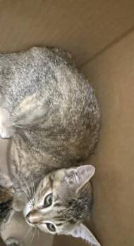 JUDUS -  Domestic Short Hair Cat for Adoption in San Antonio, Texas - JUDUS | PetCurious
