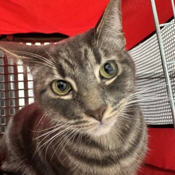 Domestic Short Hair Cats Available for Adoption in Tampa, Florida - Cloudy | PetCurious