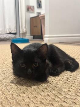 Kelce 2 -  Domestic Short Hair Cat for Adoption in Arthur, Ontario - Kelce 2 | PetCurious