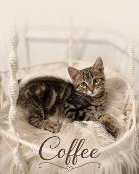 Coffee -  Domestic Short Hair Cat for Adoption in Aurora, Nebraska - Coffee | PetCurious