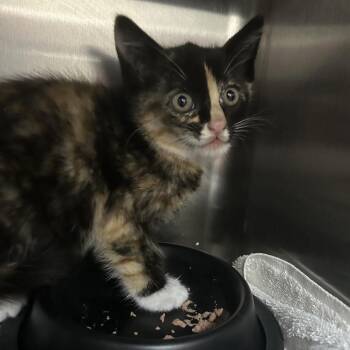 Domestic Short Hair Cats Available for Adoption - Celosia 28421 | PetCurious