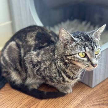 Rescue Domestic Short Hair Cats for Adoption in Waynesville, Missouri - Honey | PetCurious