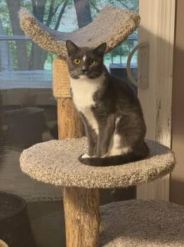 Shadow -  Domestic Short Hair Cat for Adoption in Stoughton, Wisconsin - Shadow | PetCurious