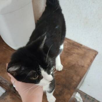 American Shorthair Cats Available for Adoption in Mount Vernon, Arkansas - Bellini | PetCurious