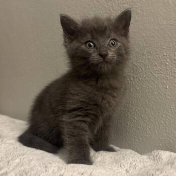Roo -  Domestic Medium Hair Cat for Adoption in Waynesburg, Pennsylvania - Roo | PetCurious