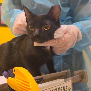 Briar -  Domestic Short Hair Cat for Adoption in Newark, New Jersey - Briar | PetCurious
