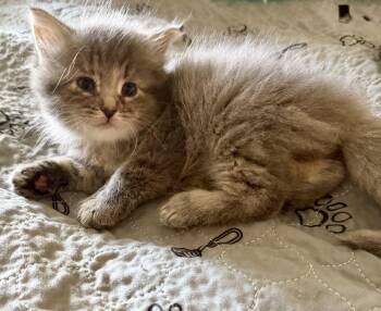 Buttercup -  Domestic Long Hair Cat for Adoption in Ottawa, Ontario - Buttercup | PetCurious