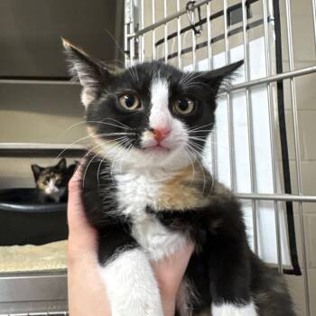 Domestic Short Hair Cats Available for Adoption - Canna 28420 | PetCurious