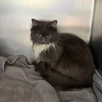 Elves -  Domestic Long Hair Cat for Adoption in Council Bluffs, Iowa - Elves | PetCurious