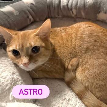 ASTRO -  Domestic Short Hair Cat for Adoption in Pegram, Tennessee - ASTRO | PetCurious