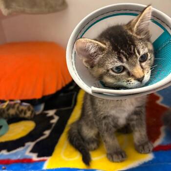 Mesquite -  Domestic Short Hair Cat for Adoption in Phoenix, Arizona - Mesquite | PetCurious