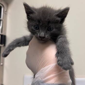 Grimace -  Domestic Short Hair Cat for Adoption in Lynchburg, Virginia - Grimace | PetCurious