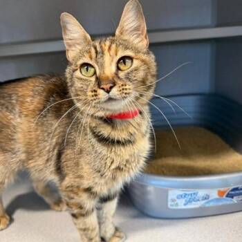 Yowla -  Domestic Short Hair Cat for Adoption in Washougal, Washington - Yowla | PetCurious