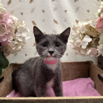 Sugar -  American Shorthair Cat for Adoption in Newberg, Oregon - Sugar | PetCurious