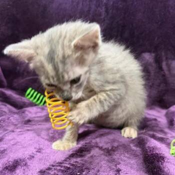 Penne -  Domestic Short Hair Cat for Adoption in Natchitoches, Louisiana - Penne | PetCurious