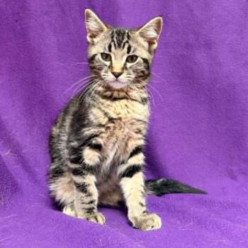 Catthew -  Domestic Short Hair Cat for Adoption in Waterloo, Iowa - Catthew | PetCurious