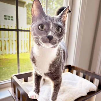 Rescue Domestic Short Hair Cats for Adoption in Wilmington, North Carolina - Nami | PetCurious