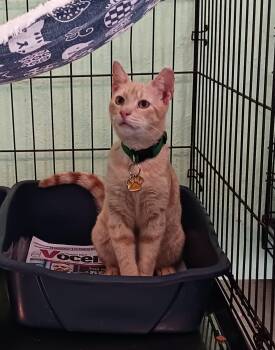 Domestic Short Hair Cats Available for Adoption in San Juan, San Juan - Ringo | PetCurious