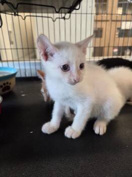 Domestic Short Hair Cats Available for Adoption in Bossier City, Louisiana - Felicity | PetCurious