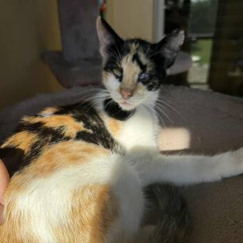 Rescue Calico Cats for Adoption in Huntington, New York - Petunia | PetCurious
