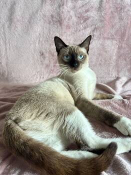 Siamese and Snowshoe Cats Available for Adoption in San Juan, San Juan - Sasha | PetCurious