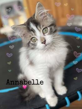 Annabelle -  Domestic Long Hair and Maine Coon Cat for Adoption in Dansville, New York - Annabelle | PetCurious