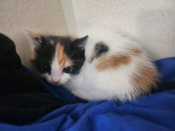 MAPLE -  Domestic Short Hair Cat Available for Adoption in Santa Fe, New Mexico - MAPLE | PetCurious