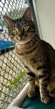 Domestic Short Hair Cats Available for Adoption in New Philadelphia, Ohio - Puck | PetCurious