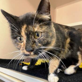 Rescue Domestic Short Hair Cats for Adoption in Pagosa Springs, Colorado - Loretta | PetCurious