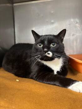 Trouble -  Domestic Short Hair Cat for Adoption in Fall River, Massachusetts - Trouble | PetCurious
