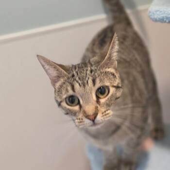 Cinnamon Toast -  Domestic Short Hair Cat for Adoption in Muncie, Indiana - Cinnamon Toast | PetCurious