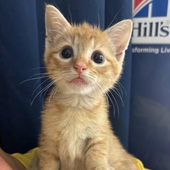 Ginger -  Domestic Short Hair Cat for Adoption in Lake Jackson, Texas - Ginger | PetCurious